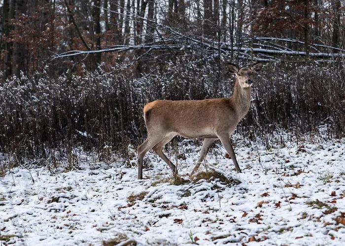 Bukowy - Everslow Aparthotel Schreiberhau