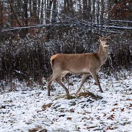 Bukowy - Everslow Apartahotel Szklarska Poręba