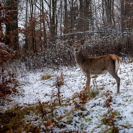Bukowy - Everslow Apartahotel Szklarska Poręba