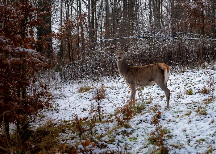Bukowy - Everslow Aparthotel Szklarska Poręba